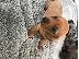 PoulaTo: AKC Dachshunds